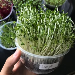เมล็ด Broccoli Microgreens