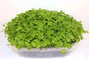 Celery Microgreens Seeds